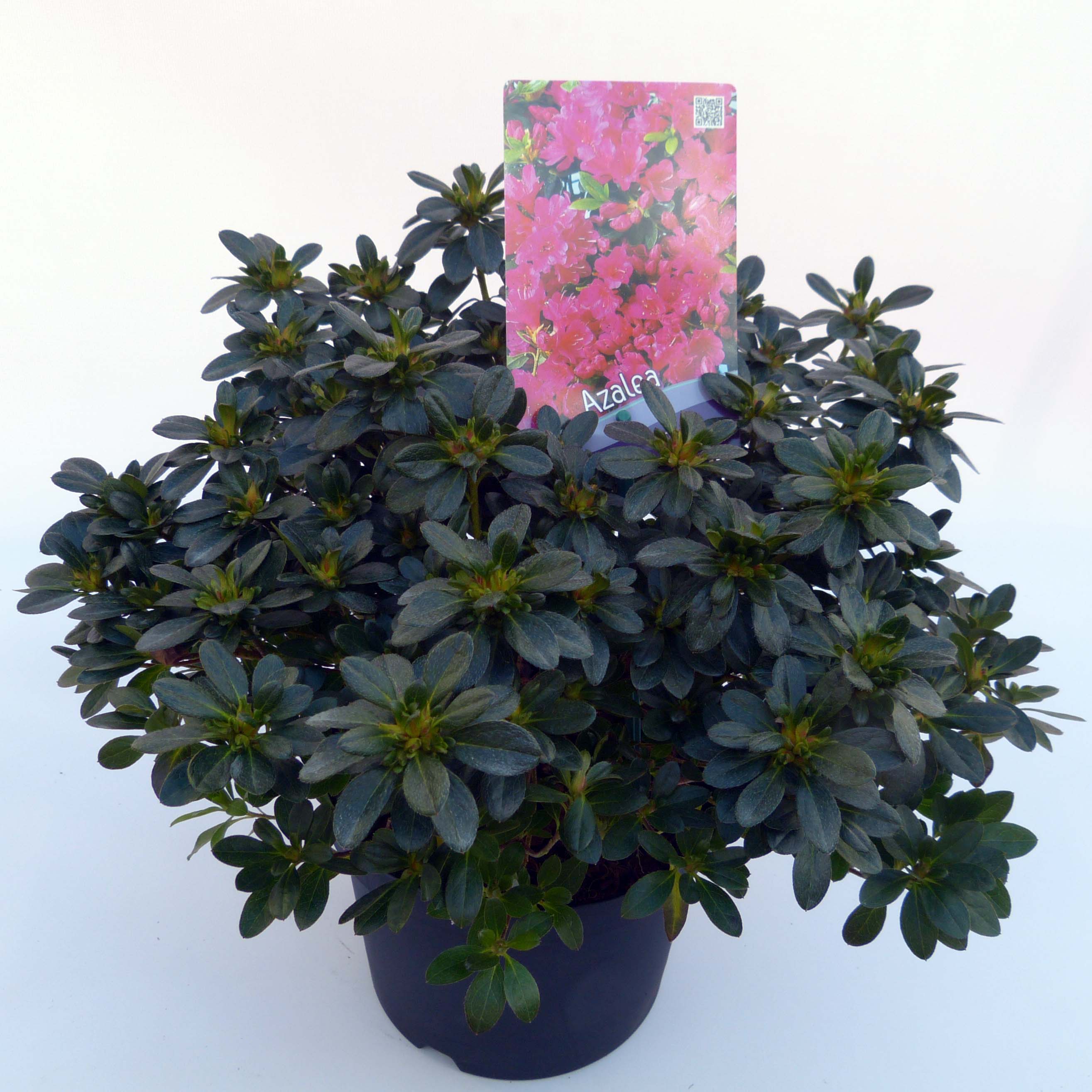 Azalea Anne Frank Acid Loving Ericaceous Plants Shrubs Windy Ridge